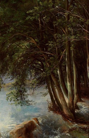 A lovely forest